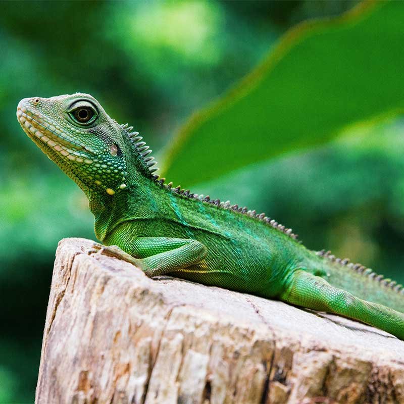 Various Animals at Dehiwala Zoo
